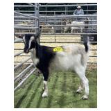 ARCF5938 TRI COLOR DOE 36# P34