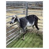 ARCF5942 BLUE NUBAIN DOE 88# P35