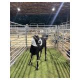 ARCF5943 BLK NUBIAN DOE 98# P35