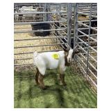 ARCF5939 RED HEADED BUCK KID 32# P34