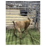 ARCF5946 RED WETHER 76# P36