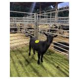 ARCF5940 BLK NANNY 42# P34