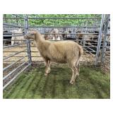 ARCF6018 WHITE RAM LAMB 64# P35