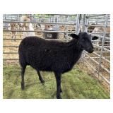 ARCF6019 BLK RAM LAMB 38# P35