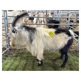 ARCF6020 BLK WHITE BUCK 62# P40