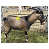 ARCF6010 BLK BROWN BUCK 68# P33