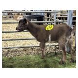ARCF6008 BROWN BUCK KID 20# P29A