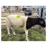 MOFX6624 BLK WHITE RAM LAMB 44# P31