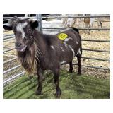 REGISTERED ND BUCK 82# P29A