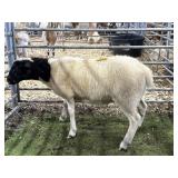 MOFX6620 BLK WHITE RAM LAMB 60# P31