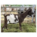 ARCF6009 SPOTTED BUCK  KID BROWN WHITE 18# P29A