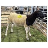 MOFX6618 BLK WHITE RAM LAMB 50# P31