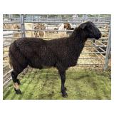 ARCF6005 BLK WHITE RAM 82# P30A