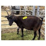 ARCF6007 BLK BROWN DOE 44# P29A