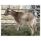 ARCF6015 RED DOE KID 20# P33