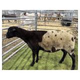 MOFX6610 BLK WHITE RAM LAMB 58# P31