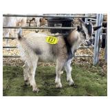 ARCF6014 TRI COLOR BUCK KID 28# P33