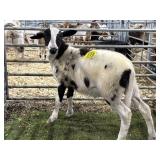 MOFX9247 BLK WHITE RAM LAMB 54# P31