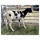 DNFD0673 SPOTTED EWE LAMB 40# P31