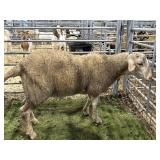 ARCF6006  WHITE RAM 88# P30A