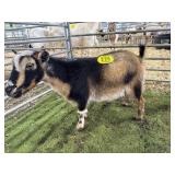 ARCF6012 TRI COLOR DOE 48# P33