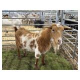 ARCF6011 RED WHITE NANNY 72# P33