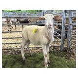 MOFF9248 WHITE RAM LAMB 32# P31