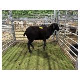 ARCF6003 BLK RAM 80# P30A