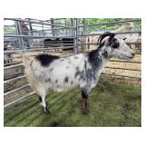 ARCF6013 SPOTTED DOE 58# P33