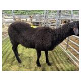 ARCF6004 BLK RAM 76# P30A