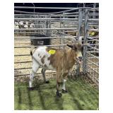 ARCF5950 TRI WETHER 52# P36