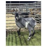 ARCF5954 BLUE BUCK KID 62# P37