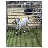 ARCF5953 TRI COLOR BUCK KID 54# P37