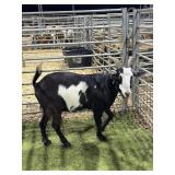 ARCF5955 BLK WHITE NANNY 94# P37