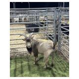 ARCF5949 GREY BROWN WETHER 56# P36