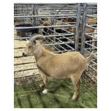 ARCF5951 RED WETHER 85# P36