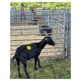 AR9S170614 BLK DOE 65# P14