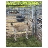 AR000386G032 BROWN BLK BUCK 52# P14