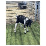 ARCF3008 BLK WHITE BUCK 24# P16