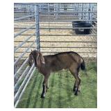 ARCF2921 BROWN BLK DOE 22# P16