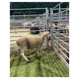 ARCF5974 WHITE EWE 43# P41