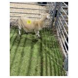 ARCF5968 WHITE RAM LAMB 50# P40