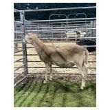 ARCF5972 RED RAM 66# P41