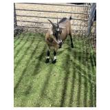 ARCF5966 TRI COLOR DOE 48# P31