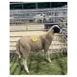 ARCF5971 WHITE RAM 59# P41