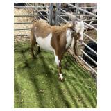 ARCF5960 RED WHITE BUCK 62# P39