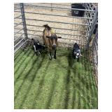 ARCF5963 BROWN BLK NANNY+2  74# P32