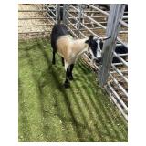 ARCF5961 BLK BROWN DOE 48# P39