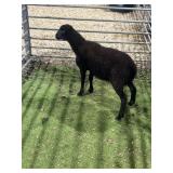 ARCF5967 BLK RAM LAMB 36# P40