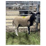 ARCF5973 BLACK/WHITE EWE 43# P41